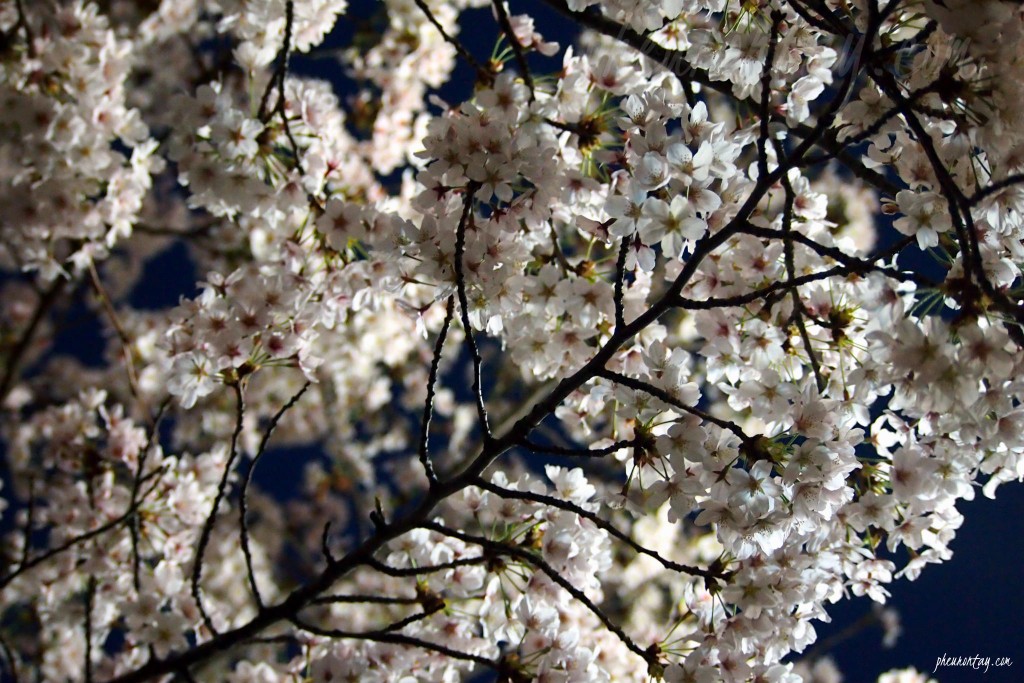 night cherry blossom seokchon lake