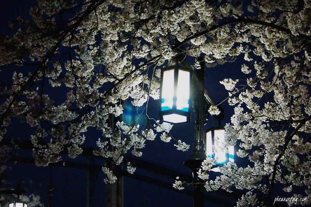 night cherry blossom seoul