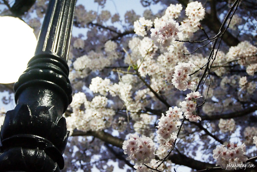 night cherry blossom seoul